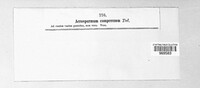 Acrospermum compressum image